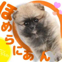 【 ポメラニアン 】オレンジセーブルにぴったりなタヌキ顔！優しい性格の女の子