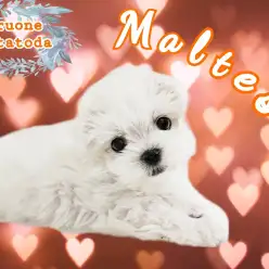 【 マルチーズ 】純白の小さな天使！ぬいぐるみ感満載の女の子