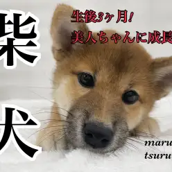 【 柴犬 】生後3ヶ月！美人ちゃんに成長中！