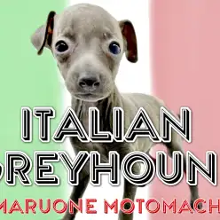 【 イタリアングレーハウンド 】優雅に、優しく、可憐に横浜元町に登場！