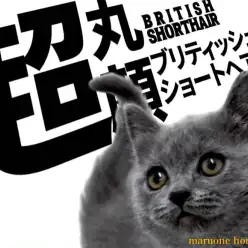 【 ブリティッシュショートヘア 】超丸顔の青いモフモフコートをまとった女の子！