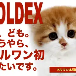 【 フォールデックス 】マルワン初登場！エキゾチック＆スコティッシュなにゃんこ！