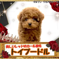 【 トイプードル 】美しい被毛と懐っこすぎる性格のトイプードルちゃん