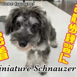 【 ミニチュア・シュナウザー 】お散歩練習に密着！2ndブログ！