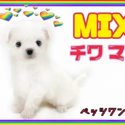 【 MIX 】ちっちゃくたって度胸満点、ホワイトカラーのチワマルちゃん