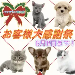 【 お知らせ 】お客様大感謝祭も残りわずか！素敵な出会いを城山店で！