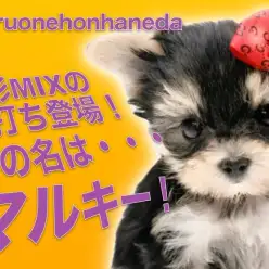 【 MIX 】マルチーズとヨーキーから誕生したマルキー女の子が登場！
