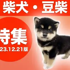 【 柴犬・豆柴特集 】12/21現在在店中の全店舗の柴犬・豆柴ちゃんをご紹介！