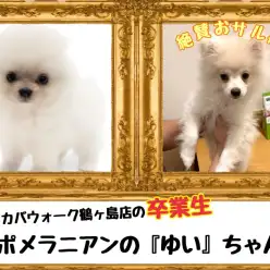 【 今日の鶴ヶ島店 】卒業生ポメラニアンのゆいちゃん来店