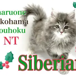 【 サイベリアン 】美猫代表！人気のブルーカラーの長毛猫さん