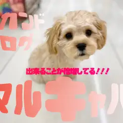 【 MIX 】出来ることが倍増しているマルキャバちゃんのセカンドブログ！