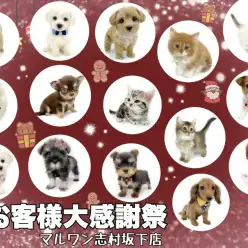 【 お知らせ 】マルワン志村坂下店お客様大感謝祭開催中！全頭紹介！