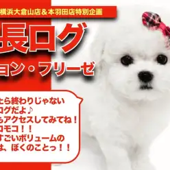 【 ビションちゃんの成長アルバム 】巨大アフロ余裕！？ボリューム満点なビションちゃんの成長記！