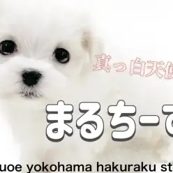 【 マルチーズ 】小さな天使降臨！見た目も中身もプレミアム級な女の子