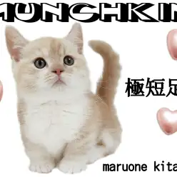 【 マンチカン 】魅惑のマシュマロボディ!甘えん坊な極短足にゃんこ