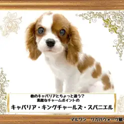 【 キャバリア・キングチャールズ・スパニエル 】ちょっと特別な被毛のキャバちゃん