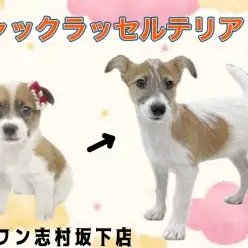【 ジャックラッセルテリア 】4ヶ月を迎えたパワフルガール！天真爛漫な女の子！