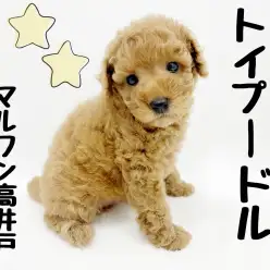 【 トイプードル 】天才ワンコと暮らしたい方必見!おりこうトイプー!