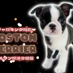 【 ボストンテリア 】白黒ボストンカラーの表情豊かなペチャ顔キングがやってきた！