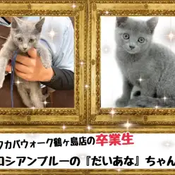 【 今日の鶴ヶ島店 】卒業生ロシアンブルーのだいあなちゃん来店