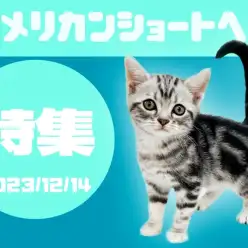 【 アメショ特集 】12/14現在の全店舗の遊び好きなシマシマキャットをご紹介！