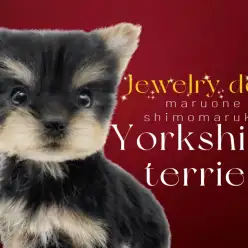 【 ヨークシャーテリア 】可愛さと美しさとイルミネーションよりも輝く存在感！