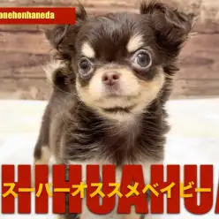 【 チワワ 】生後3か月でトレーニングも順調!チョコタンちーちゃんの成長記!