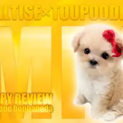 【 マルプー 】コロコロ大好き！色美しき究極のアプリコットワンコ！