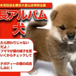 【 赤柴 】どすこいベイビー!赤柴ちゃんの可愛い成長日記