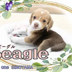 【 ビーグル 】癒し系、穏やかビグちゃんの登場です。