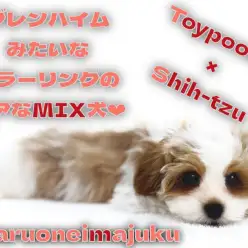 【 プーシー 】ブレンハイムなMIXわんこ！抜け毛少なめはキャバションをも凌駕！