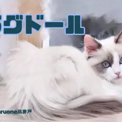 【 ラグドール 】すくすく成長中！美しきラグちゃんの成長報告！