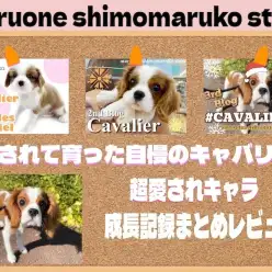 【 キャバリア 】当店自慢の愛されキャラ、入店時から現在までの振り返りレビュー！