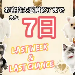 【 年内ラストチャンス 】見逃し厳禁！マルワン東川口店のスペシャルパピーをご紹介