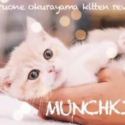 【 マンチカン 】環境慣れ抜群過ぎる！！ほんわか優しいカラーの短足マンチ！