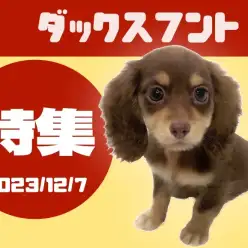 【 ダックスフント特集 】12/7現在全店舗のよちよち歩きの短足ダックスフント！