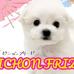 【 ビションフリーゼ 】光耀くホワイトが美しく眩しい大人気ビションフリーゼ！