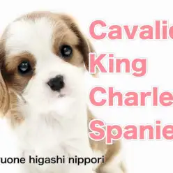 【 キャバリア・キングチャールズ・スパニエル 】キャバリア界の美少女降臨！