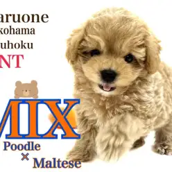 【 ミックス犬 】濃いめアプリコットカラーが可愛さ増し増しのマルプー君