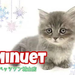 【 ミヌエット 】可愛すぎて目が離せない!よちよち歩きの愛されキャット