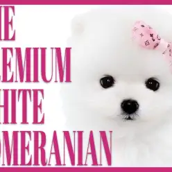【 ポメラニアン 】絶叫の可愛さ！マルワンプレミアムなわんこが登場！