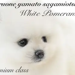 【 ポメラニアン 】プレミアム認定！白たぬきポメは誰もが惚れる圧倒的な可愛らしさ