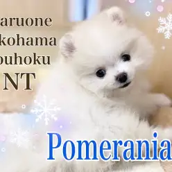 【 ポメラニアン 】まん丸フォルム！ホワイトカラーのたぬきポメさん