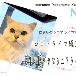 【 お役立て情報 】2023年シニア猫さん総集編