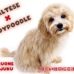 【 マルプー 】生後8ヶ月で3.1kg！トイレも完璧なアプリコットの最強MIX！