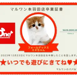 【 卒業記念 】フォールデックスちゃん卒業おめでとう！お名前「ミヌ」ちゃんに決定！