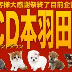 【 カウントダウン 】大感謝祭大詰め！本羽田店のスペシャルわんにゃんをご紹介！