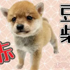 【 豆柴 】小さな身体には大きな魅力たっぷり！KC認定の赤豆柴ちゃんが登場！