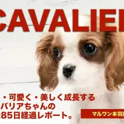 【キャバリア・キングチャールズ・スパニエル】生後85日経過報告！