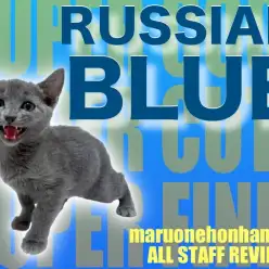 【 ロシアンブルー 】元気印満点の美女！ロシアンスマイルをご覧あれ！